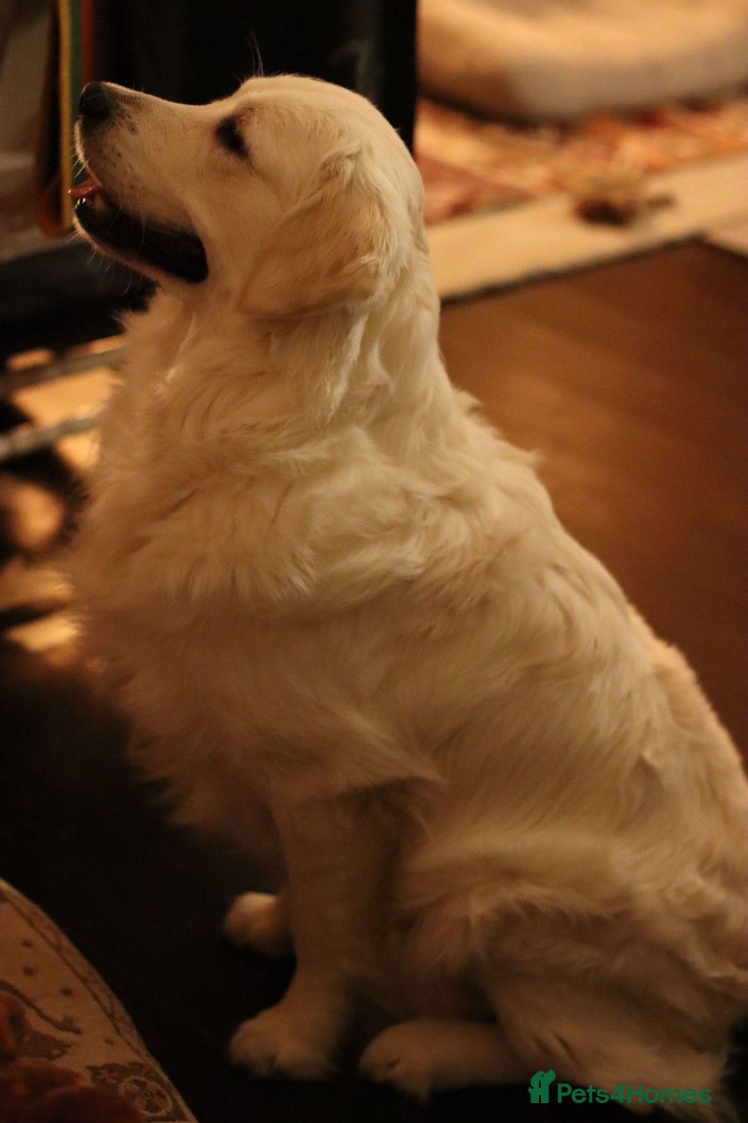 Golden Retriever dogs for stud: Looking for a Female Golden Retriever 🐾 - Image 33