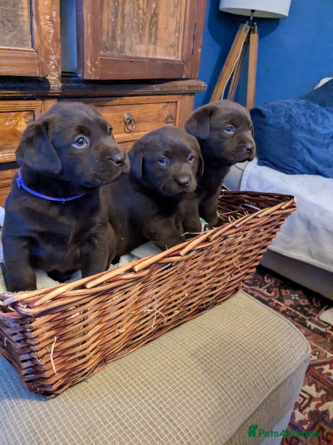 Labrador Retriever dogs for sale: 6 Adorable Chocolate Labs for Sale - Image 18