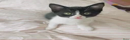 Mixed Breed cats for sale: Cute adorable kittens - Advert 2