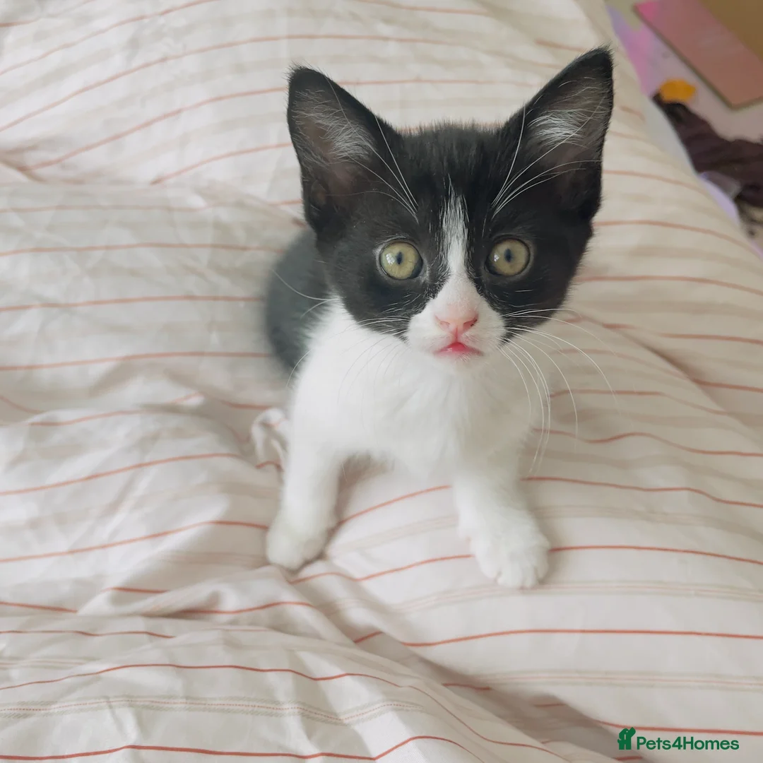 Mixed Breed cats for sale: Cute adorable kittens - Advert 2