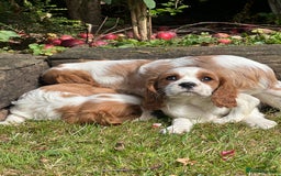 Cavalier King Charles Spaniel dogs for sale: 4 beautiful King Charles cavaliers 🩷 - Image 7