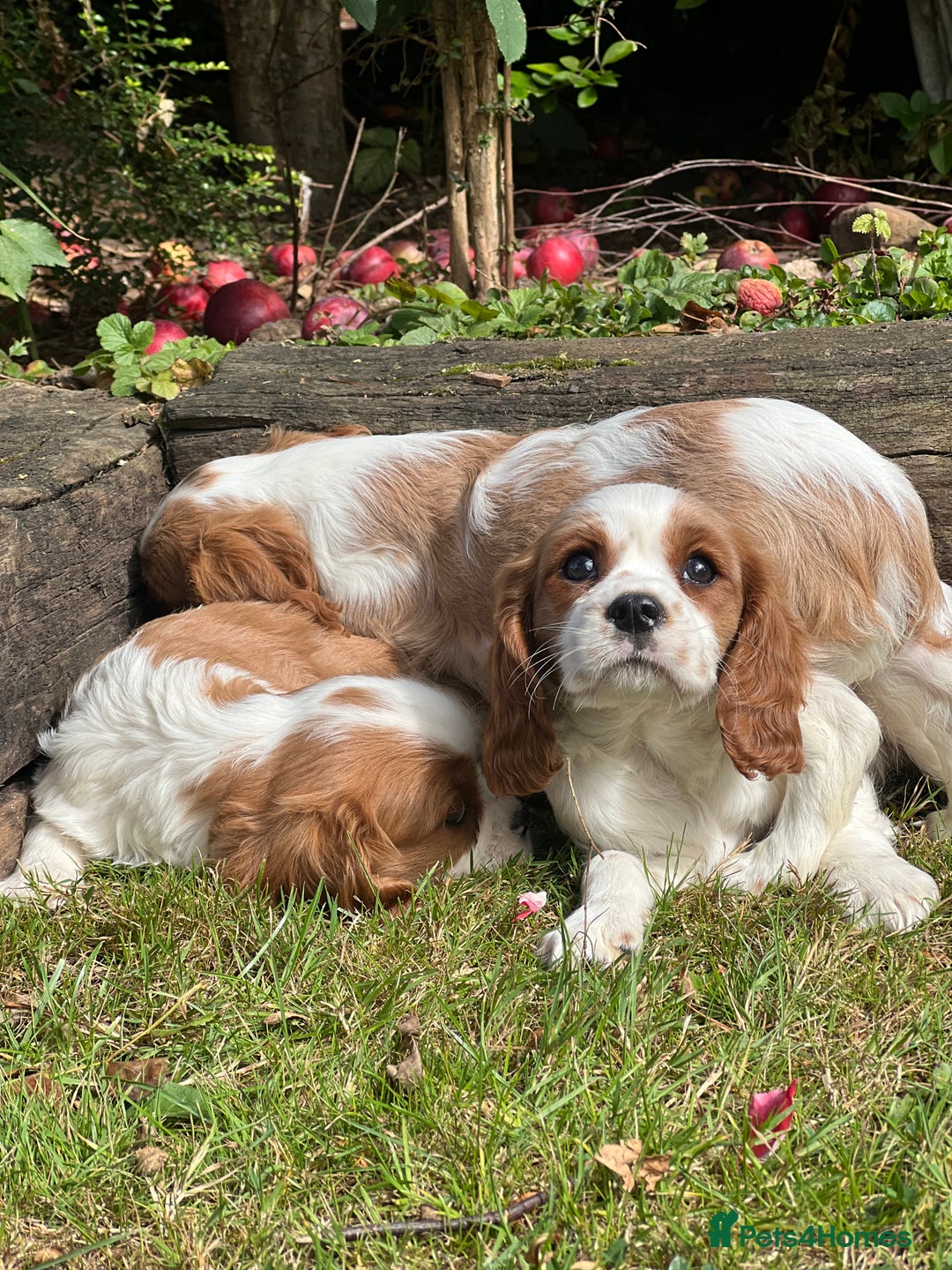 Cavalier King Charles Spaniel dogs for sale: 4 beautiful King Charles cavaliers 🩷 - Image 7
