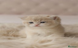 British Shorthair cats for sale: Chubby Golden Blue BSH girls - Image 17