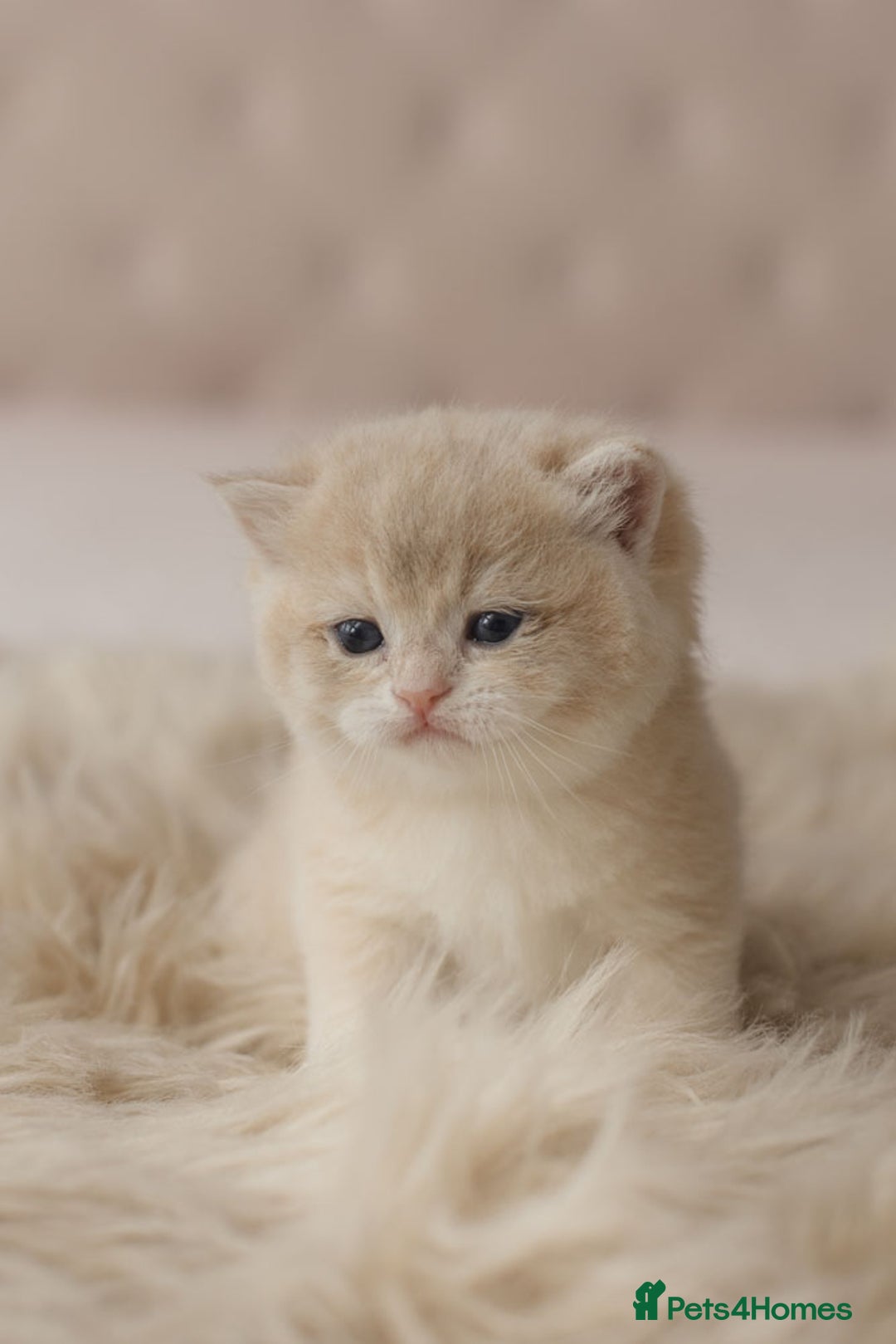 British Shorthair cats for sale: Chubby Golden Blue BSH girls - Image 17