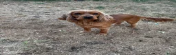 Cocker Spaniel dogs for stud: Proven male cocker spaniel  - Advert 6