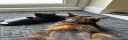 Mixed Breed cats for sale: Three well adjusted mixed breed Kittens  - Advert 4