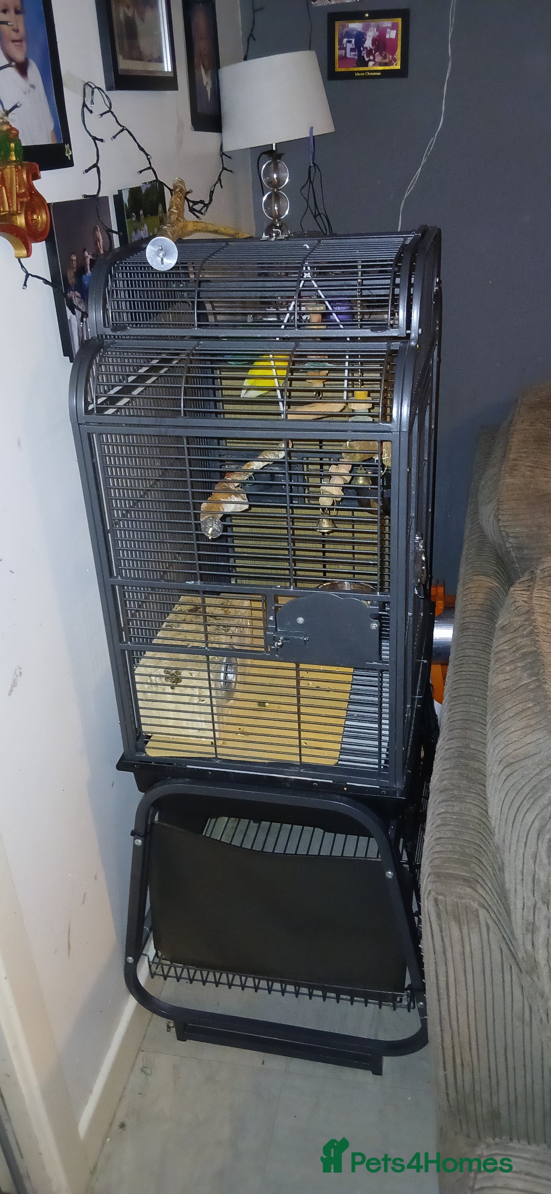 Lovebirds birds for sale: 2 paired love birds with cage - Advert 4