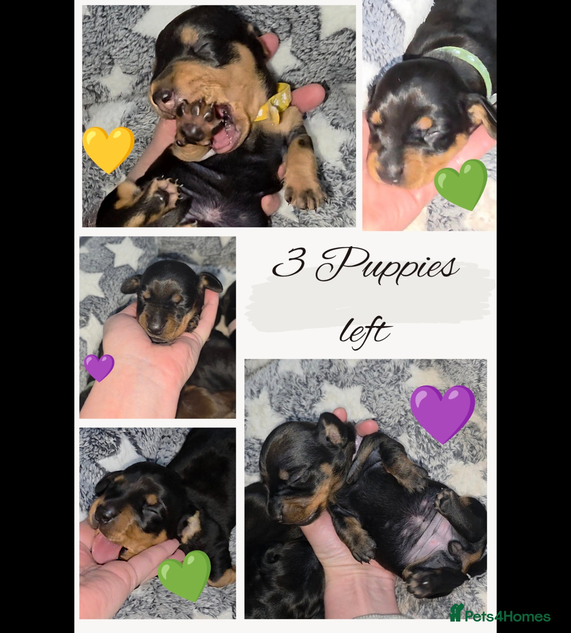 Miniature Dachshund dogs 🐾🐶 miniature Dachshund 🐶🐾 - Advert 16