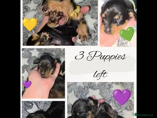 Miniature Dachshund dogs 🐾🐶 miniature Dachshund 🐶🐾 - Advert 16