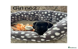 Cocker Spaniel dogs for sale: Beautiful Cocker Spaniel Puppies ❤️ - Image 4