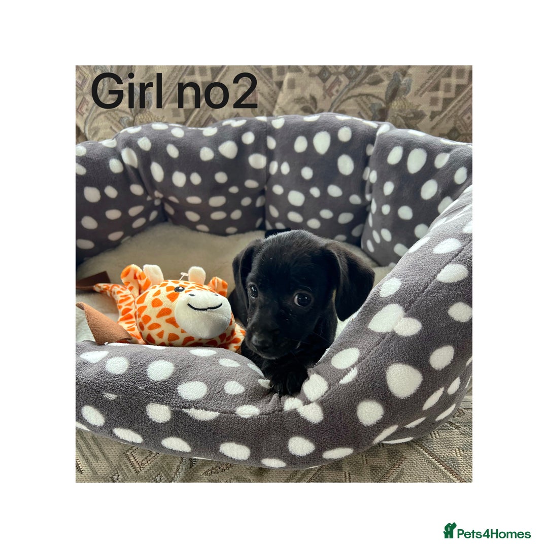 Cocker Spaniel dogs for sale: Beautiful Cocker Spaniel Puppies ❤️ - Image 4