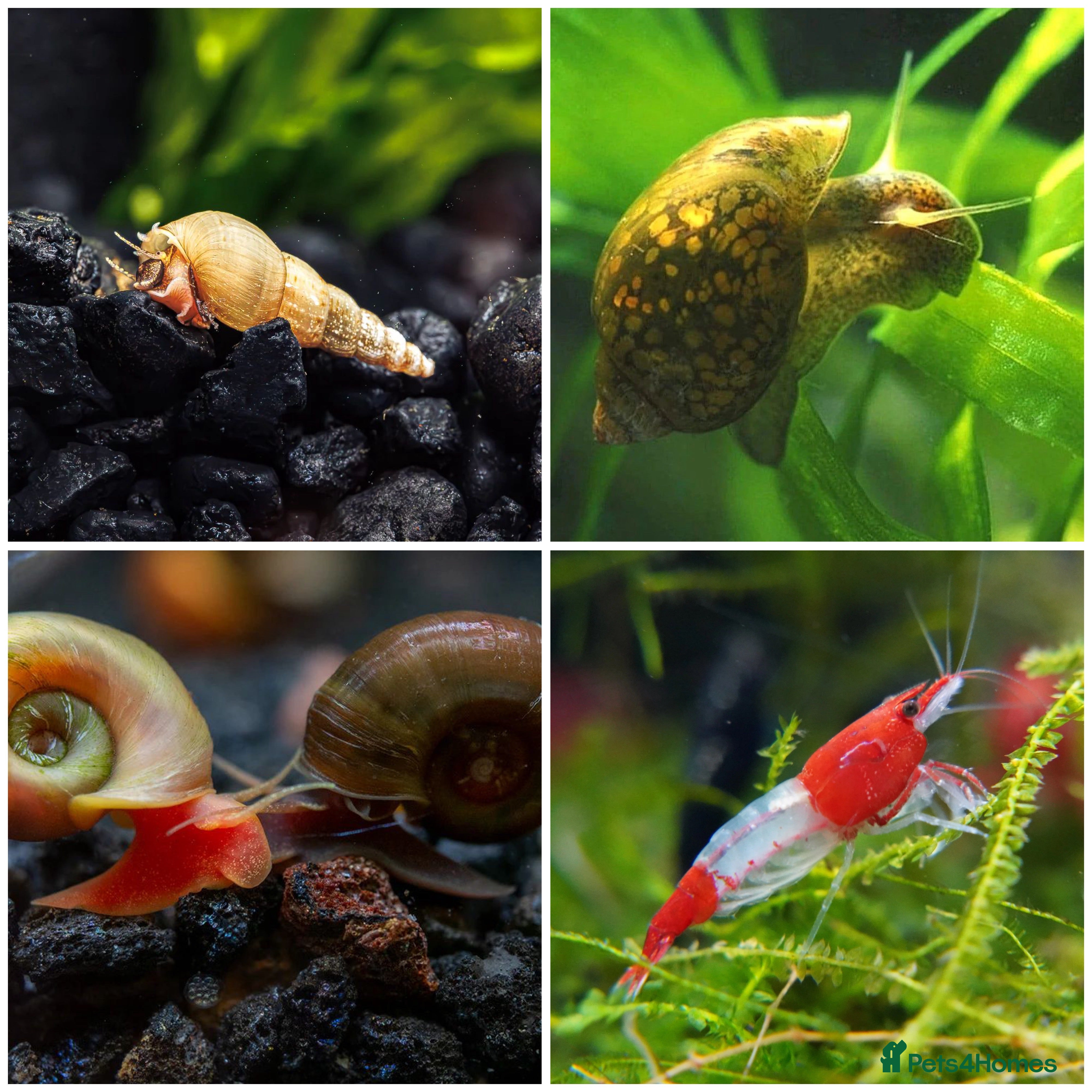 Other/Mixed Breed fish Shrimp, Trumpet, Ramshorn and Bladder Snails - Advert 5