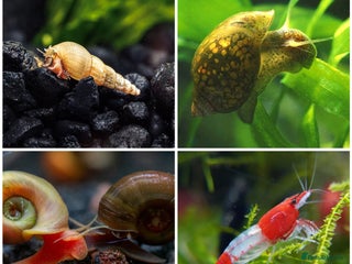 Other/Mixed Breed fish Shrimp, Trumpet, Ramshorn and Bladder Snails - Advert 6