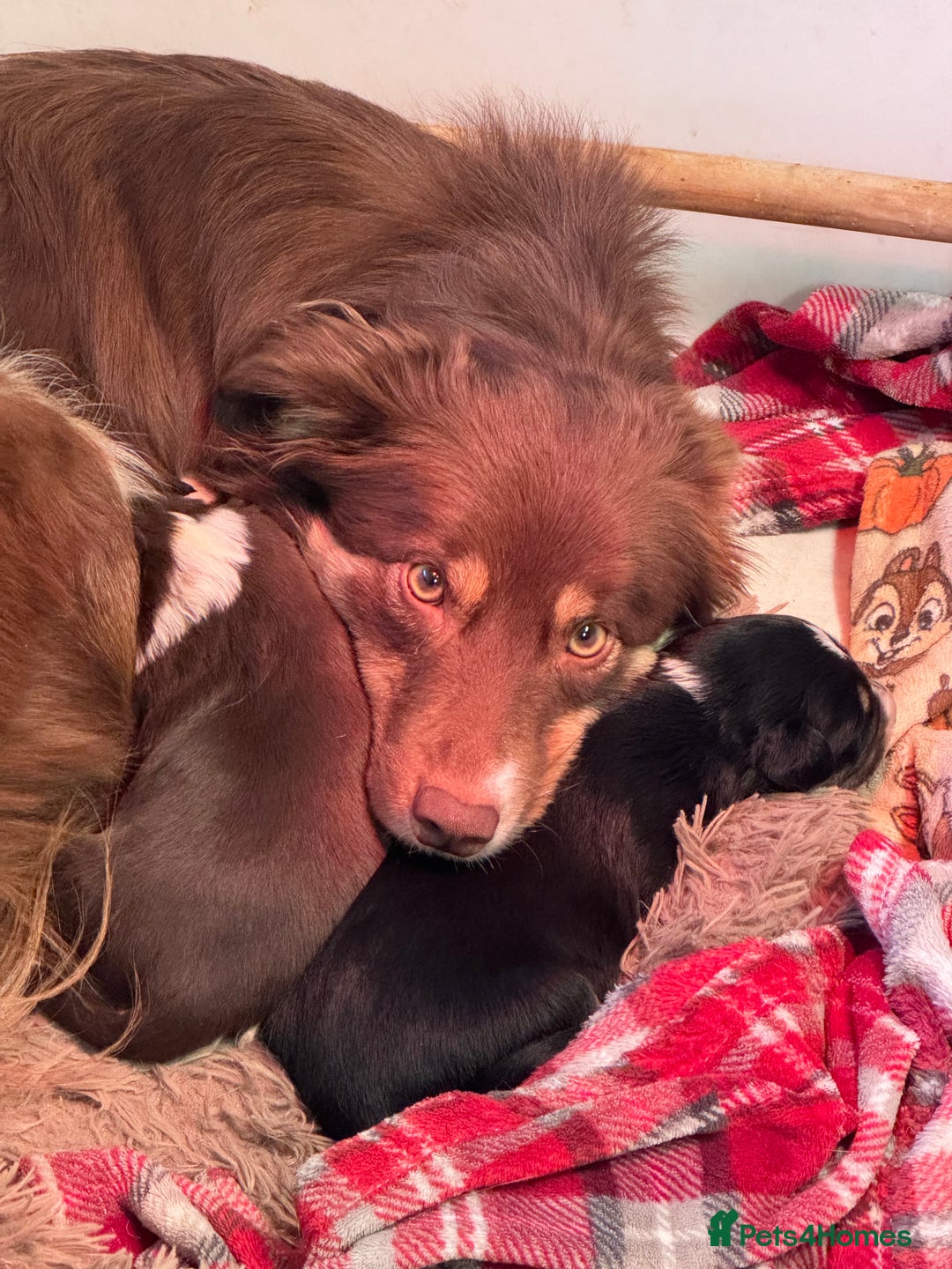 Border Collie dogs for sale: 2 tri border collie pups - Advert 6