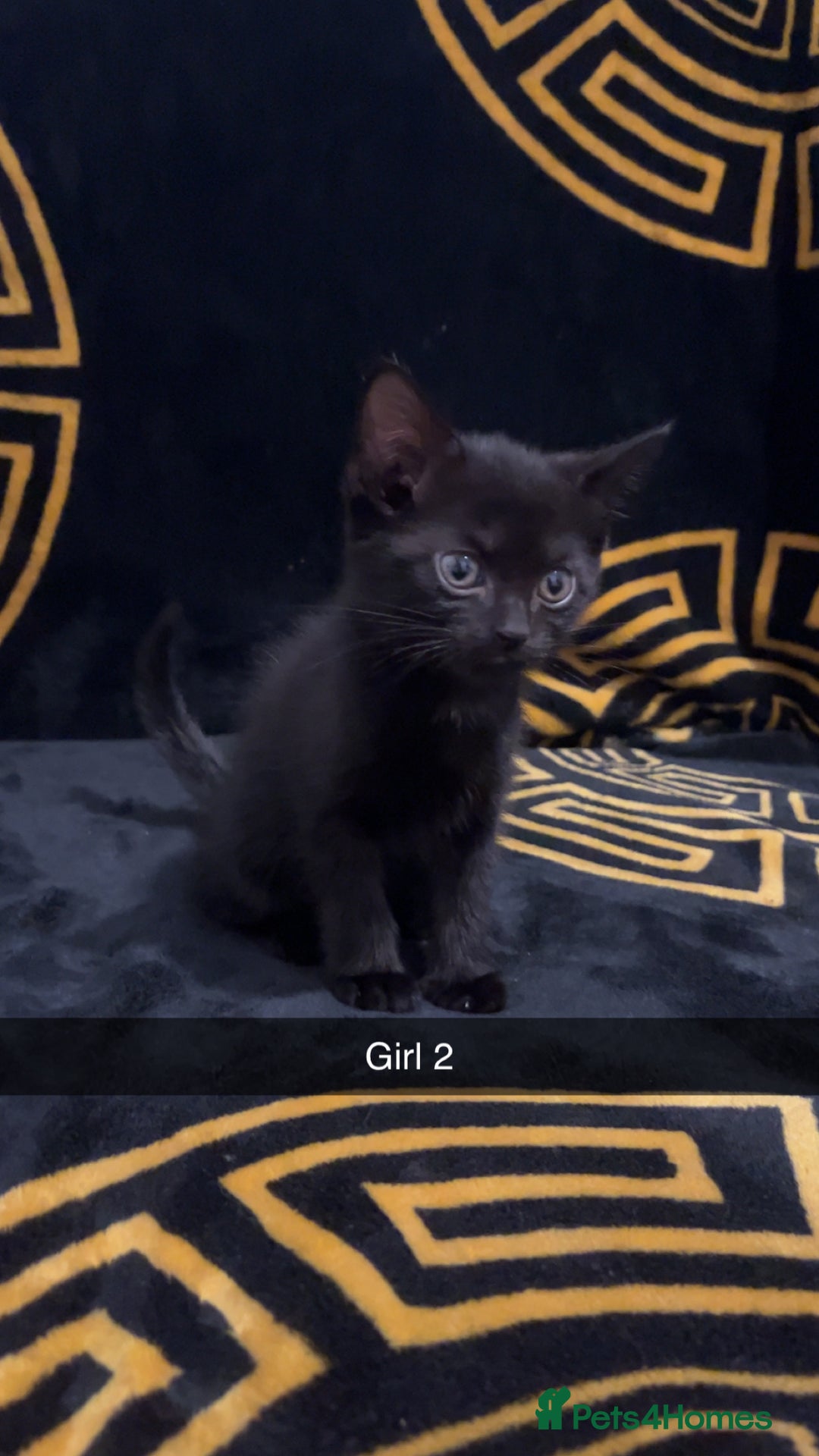 British Shorthair cats for sale: ⭐️Bsh kittens⭐️ - Image 1