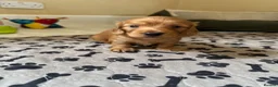 Miniature Dachshund dogs for sale: Kc Reg, Health Tested, IVDD Screened Mum  - Advert 3