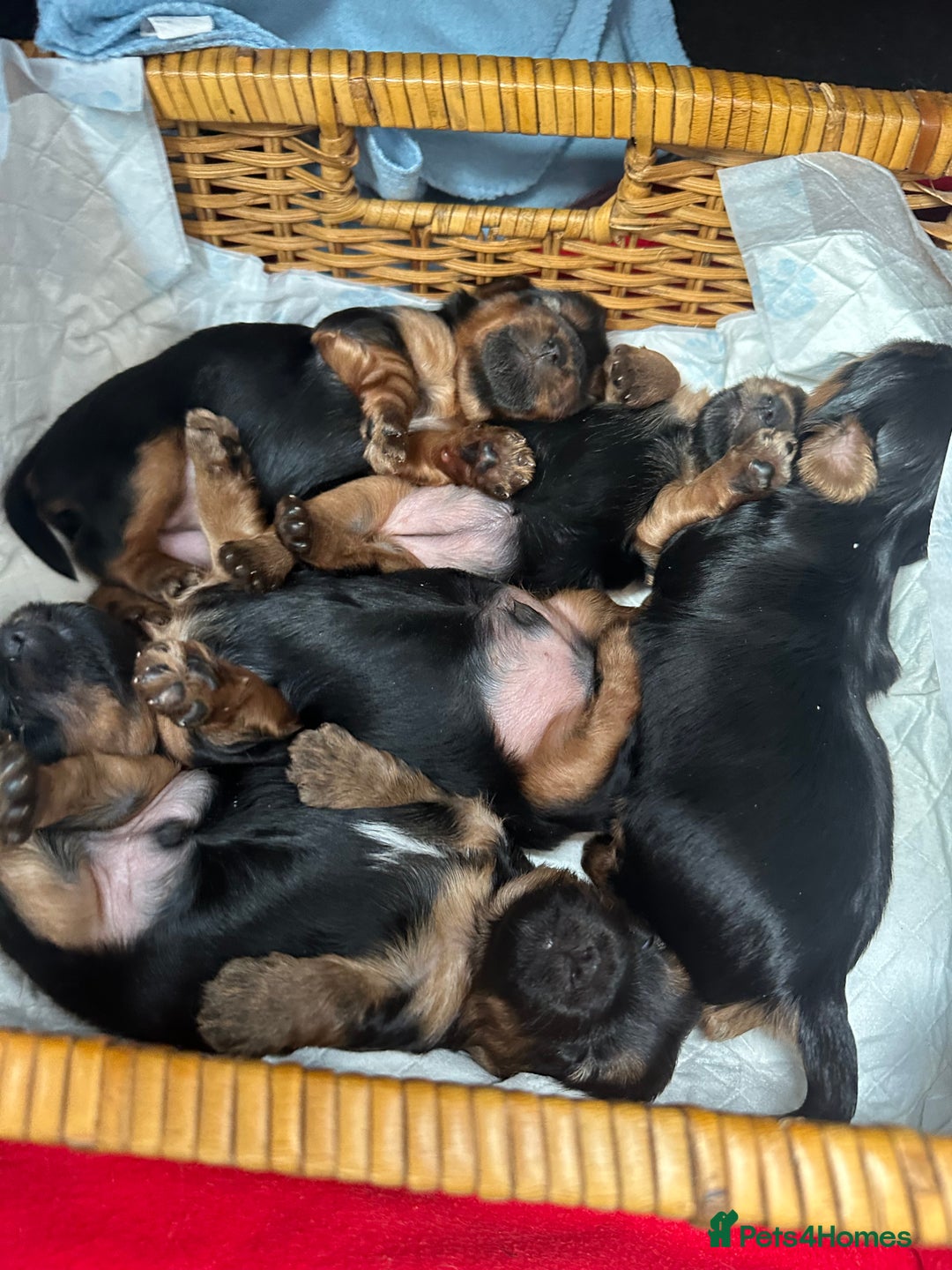 Yorkshire Terrier dogs for sale: Yorkshire terrier puppies  - Image 2