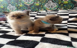 Ragdoll cats for sale: 6 stunning ragdoll kittens  - Image 1