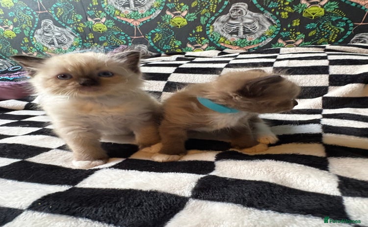 Ragdoll cats - Advert 2