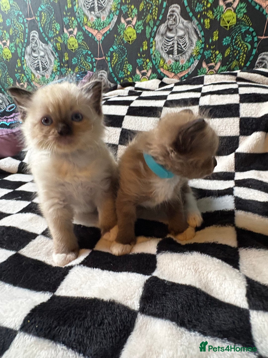 Ragdoll cats for sale: 6 stunning ragdoll kittens  - Image 1