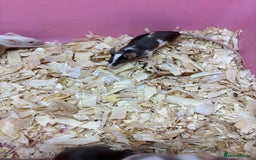 Mouse rodents for sale: Friendly, colourful baby mice  - Image 8