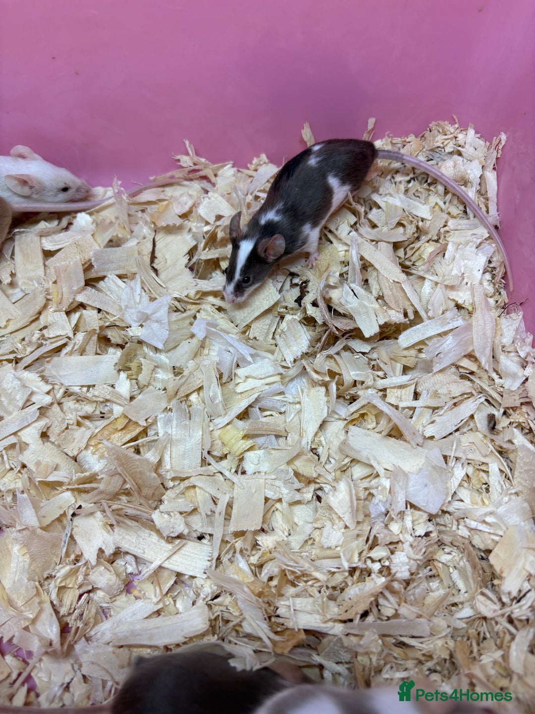 Mouse rodents for sale: Friendly, colourful baby mice  - Image 8