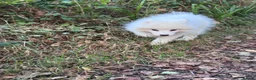 Samoyed dogs for sale: Exceptional Crufts-Line Samoyeds | Health Tested - Advert 6