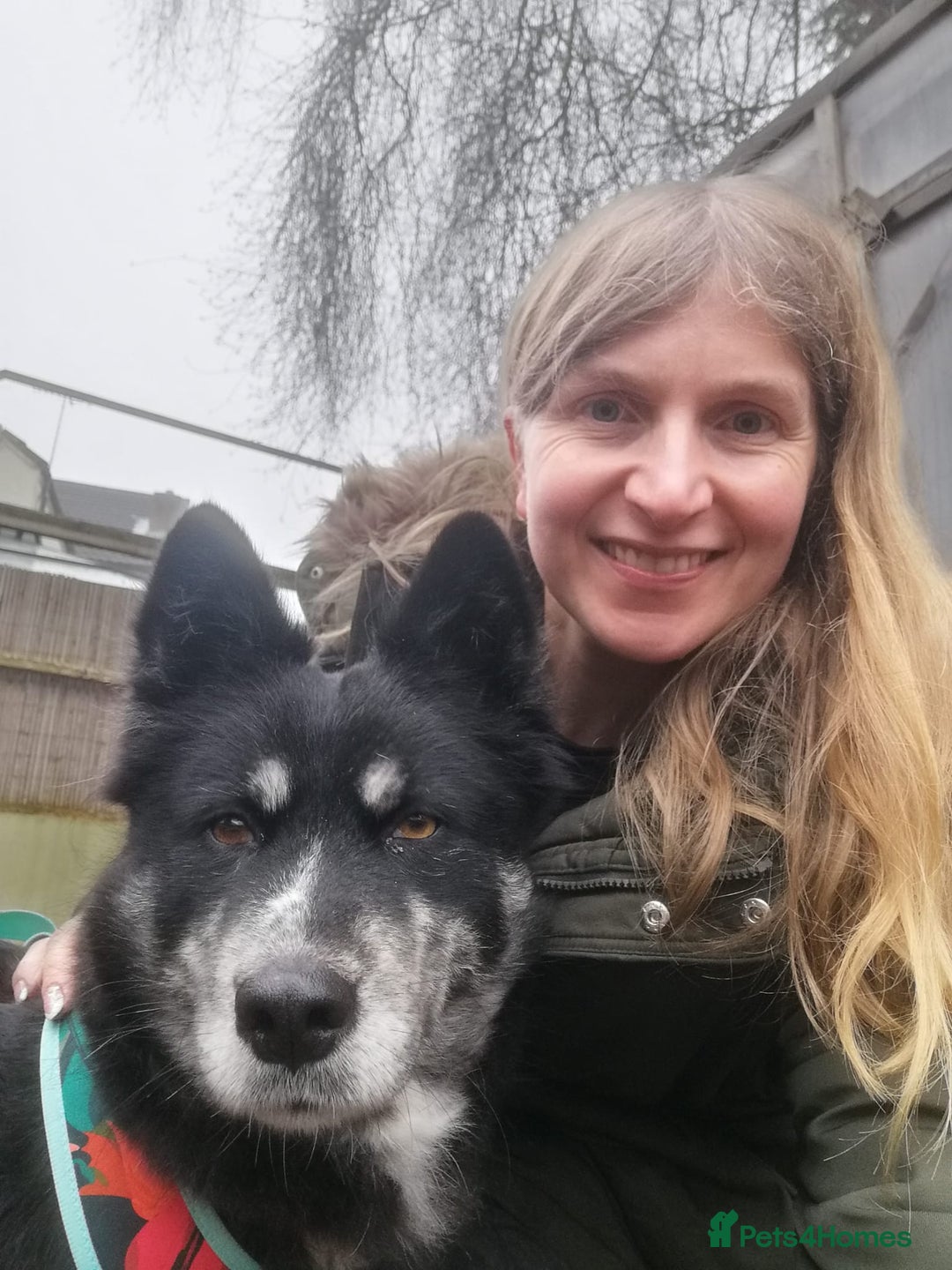 Mixed Breed dogs for adoption: ❤️Zara: kind, loving & well-balanced Husky cross❤️ - Advert 6