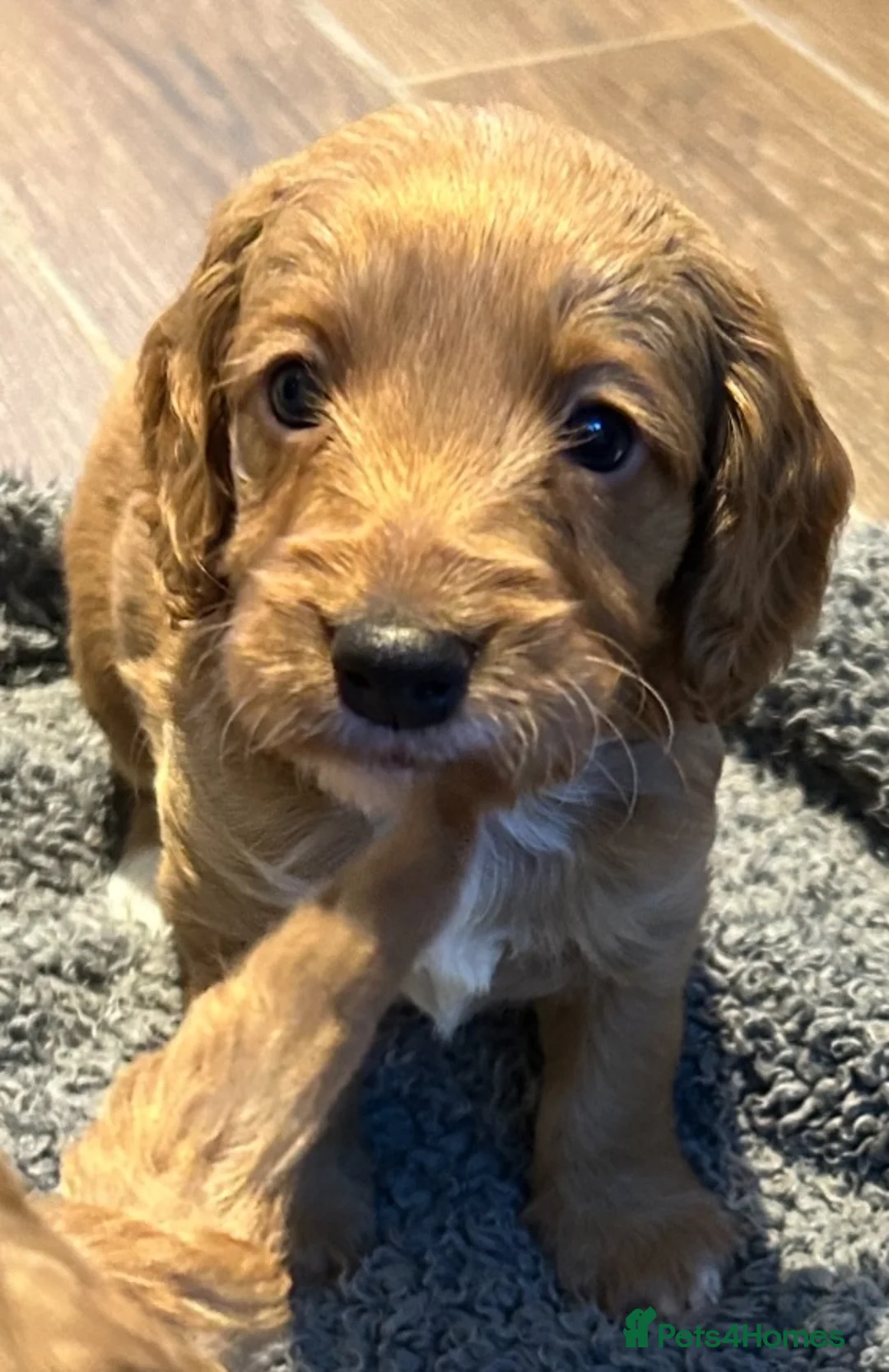 Cockapoo dogs for stud: Proven F1 cockerpoo for Stud in Sutton-in-Ashfield - Advert 14