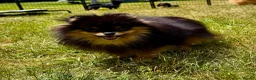 Pomeranian dogs for adoption: Olie – Female Miniature Pomeranian in Caterham - Advert 1