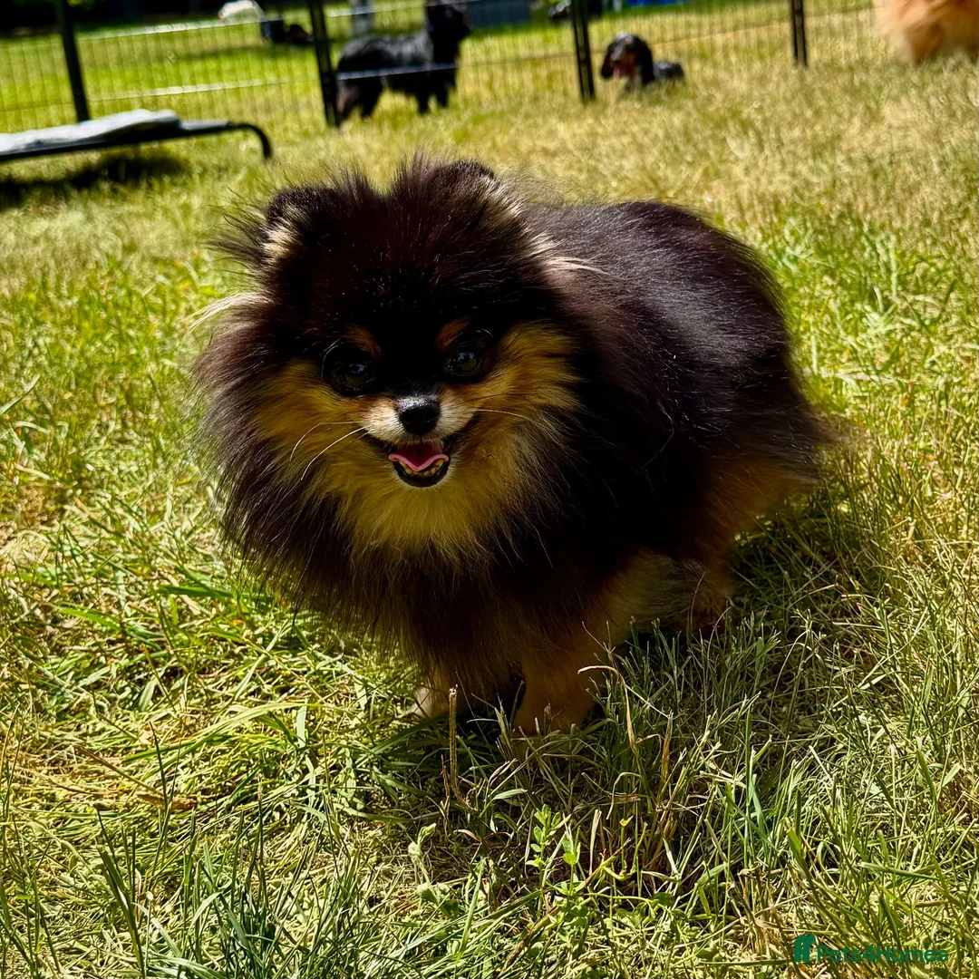 Pomeranian dogs for adoption: Olie – Female Miniature Pomeranian in Caterham - Advert 1