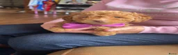 Mixed Breed dogs for sale: Adorable Toy/Minature poodles in Clackmannan - Advert 6