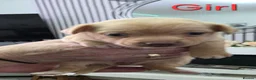 Pomchi dogs for sale: Pomchi puppies  - Advert 8