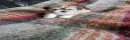 Lhasa Apso dogs for sale: Lhasa Apso puppies in Kent - Advert 29