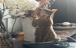 Bengal cats for sale: Bengal TICA pure line blood tiger’d and rosette’d - Image 11