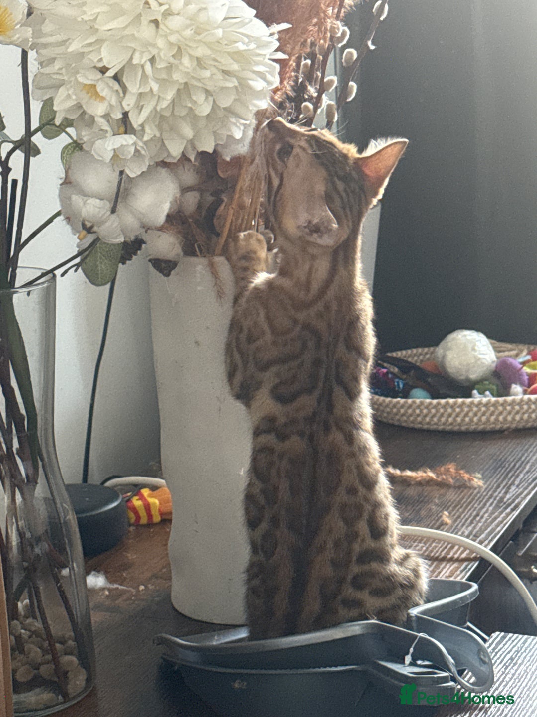 Bengal cats for sale: Bengal TICA pure line blood tiger’d and rosette’d - Image 11