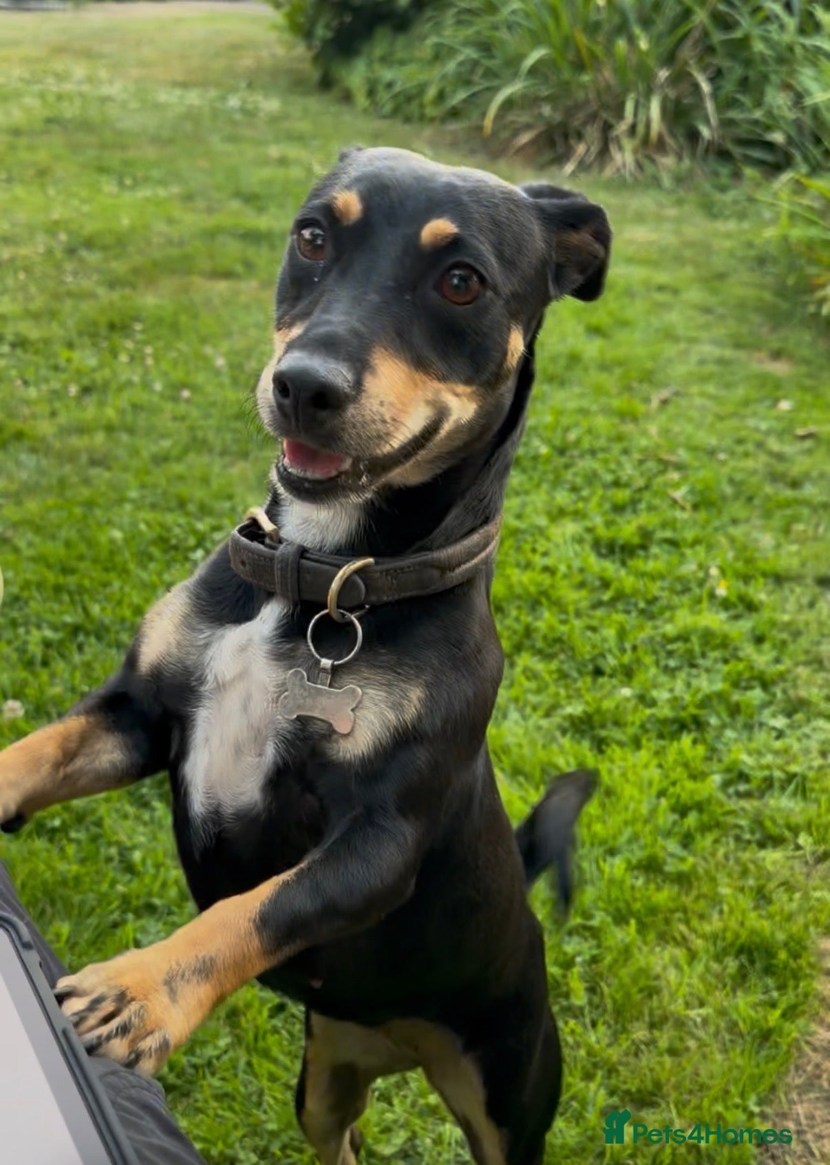 Mixed Breed dogs 💕 Meet Brandy —a little dog with a huge heart 💕 - Advert 1