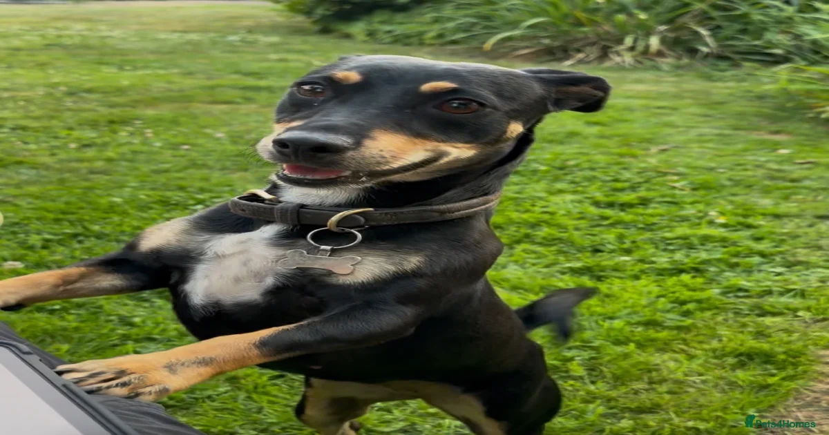 Rescue Dogs for adoption | Pets4Homes