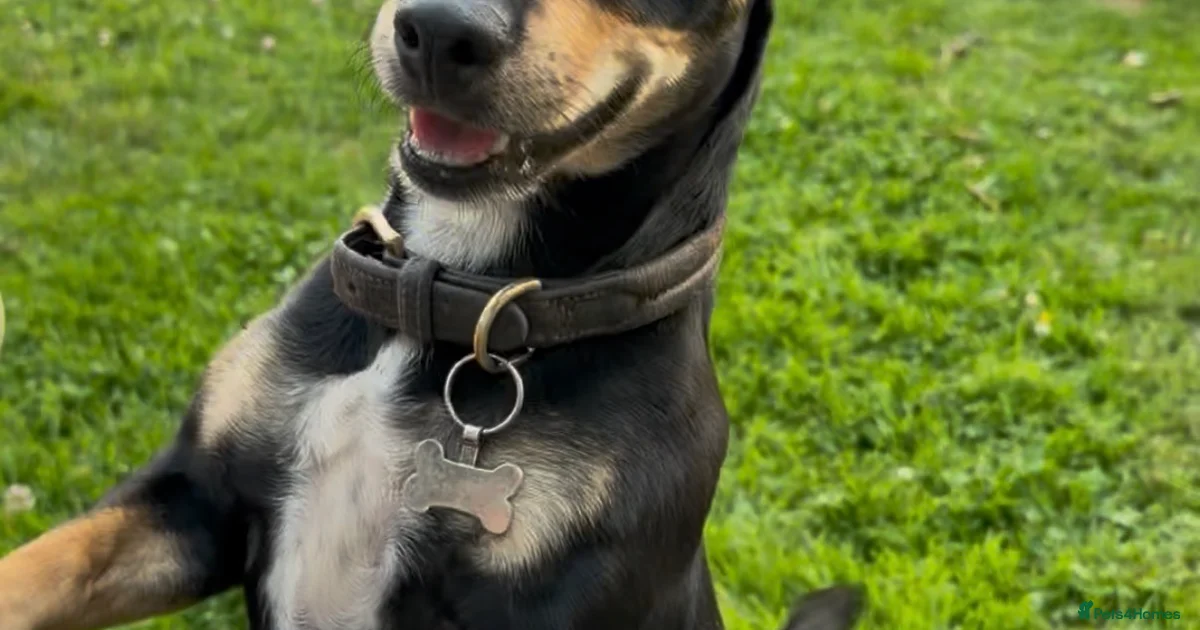Rescue Dogs for adoption | Pets4Homes