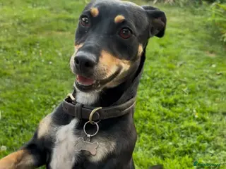 Mixed Breed dogs 💕 Meet Brandy —a little dog with a huge heart 💕 - Advert 1