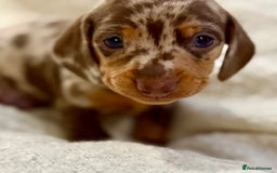 Miniature Dachshund dogs for sale: Mini Dachshund KC Reg -  ONLY 3 MALE PUPS LEFT!  - Advert 14