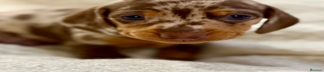 Miniature Dachshund Puppy 2