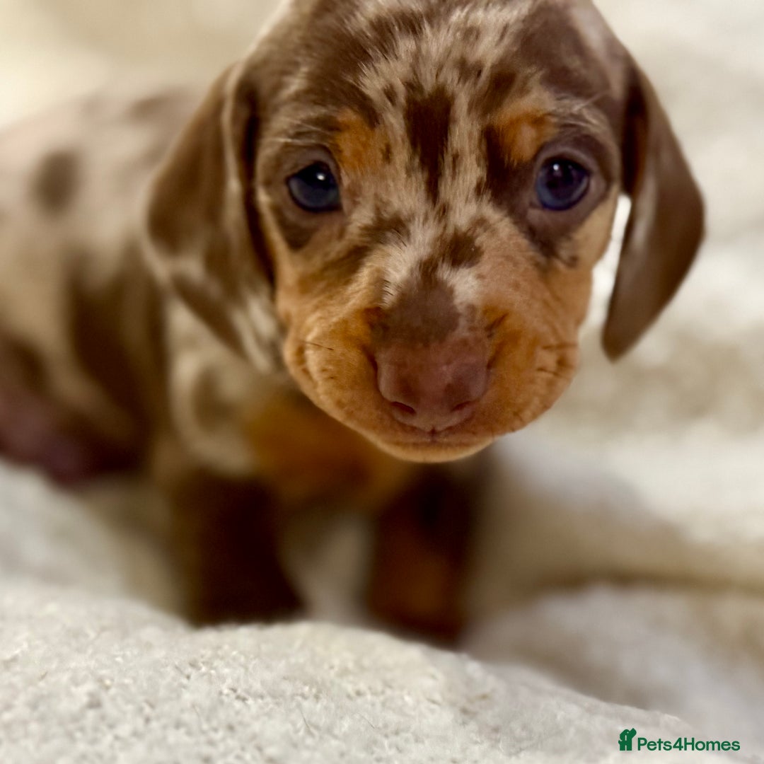 Miniature Dachshund dogs for sale: Mini Dachshund KC Reg -  ONLY 3 MALE PUPS LEFT!  - Advert 14