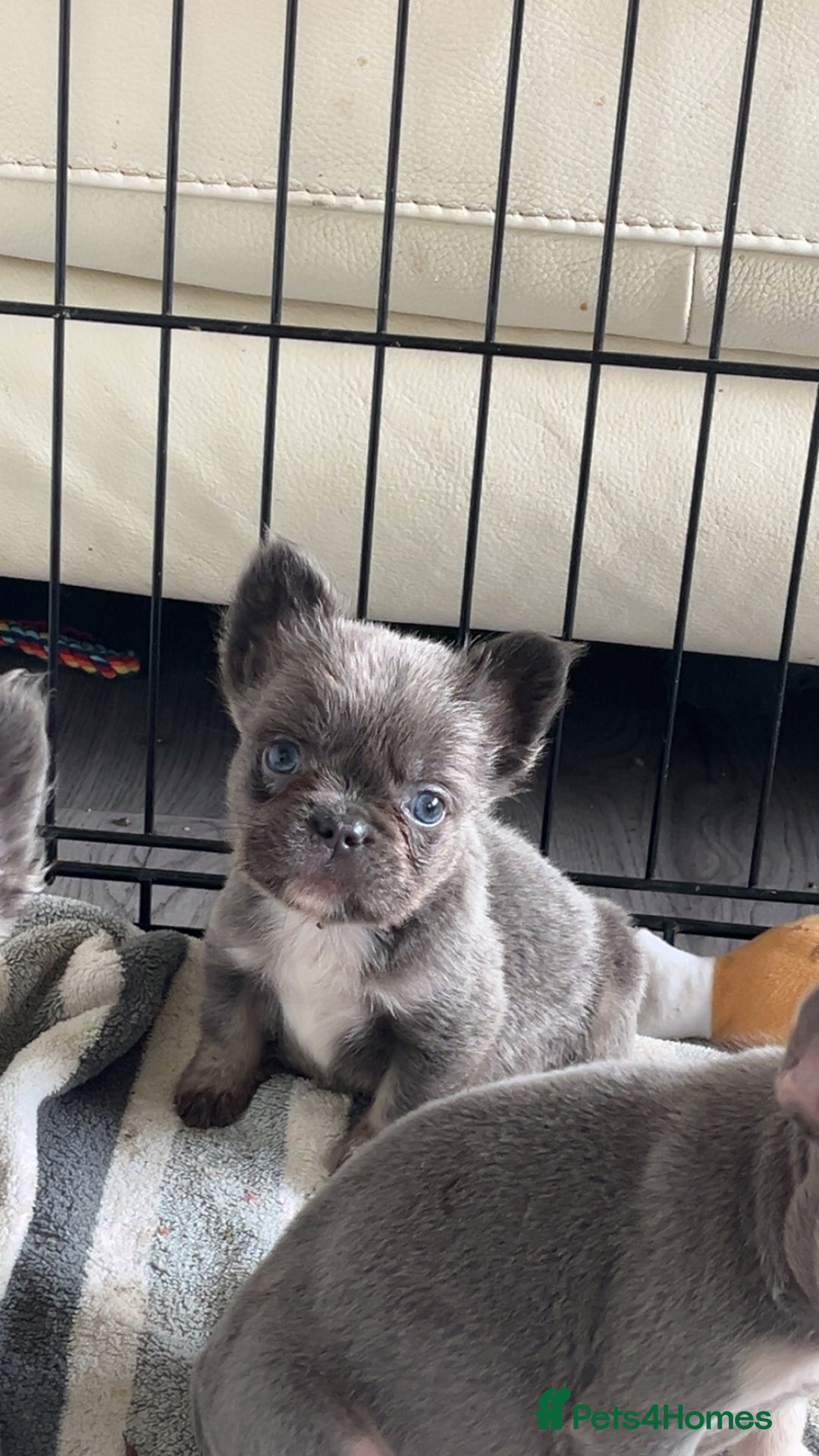 French Bulldog dogs for sale: Quality health clear fluffy French bulldogs  - Image 1