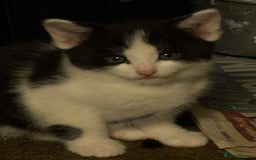 Mixed Breed cats for sale: Mixed breed kittens  - Image 7