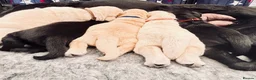Labrador Retriever dogs for sale: KC Reg Labradors in Rochester - Advert 3
