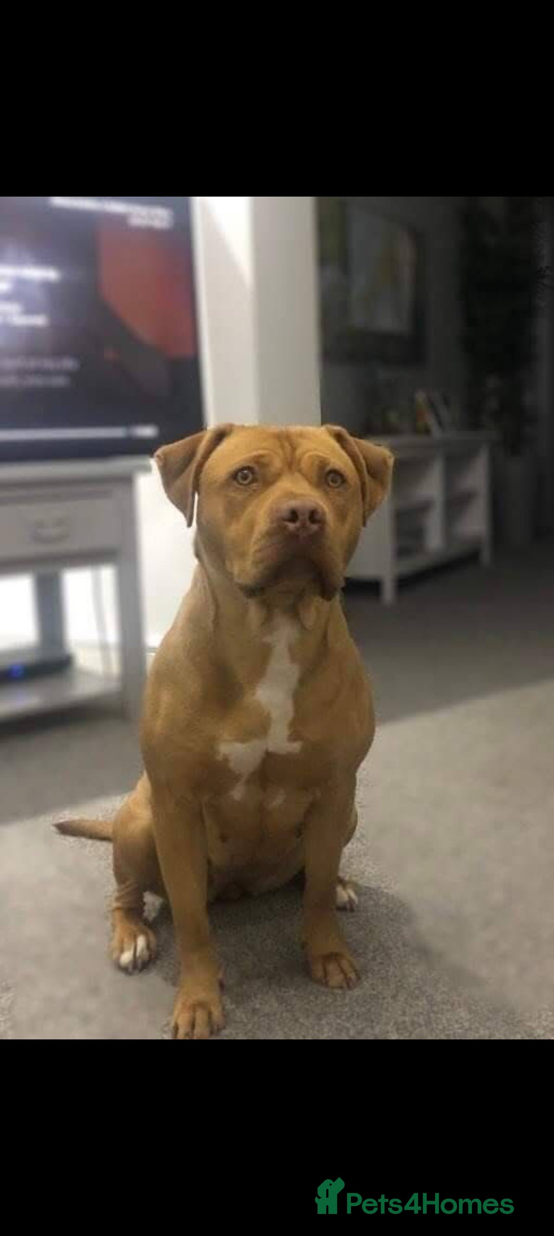 American Bulldog dogs for sale: American bulldogs puppies  - Advert 15