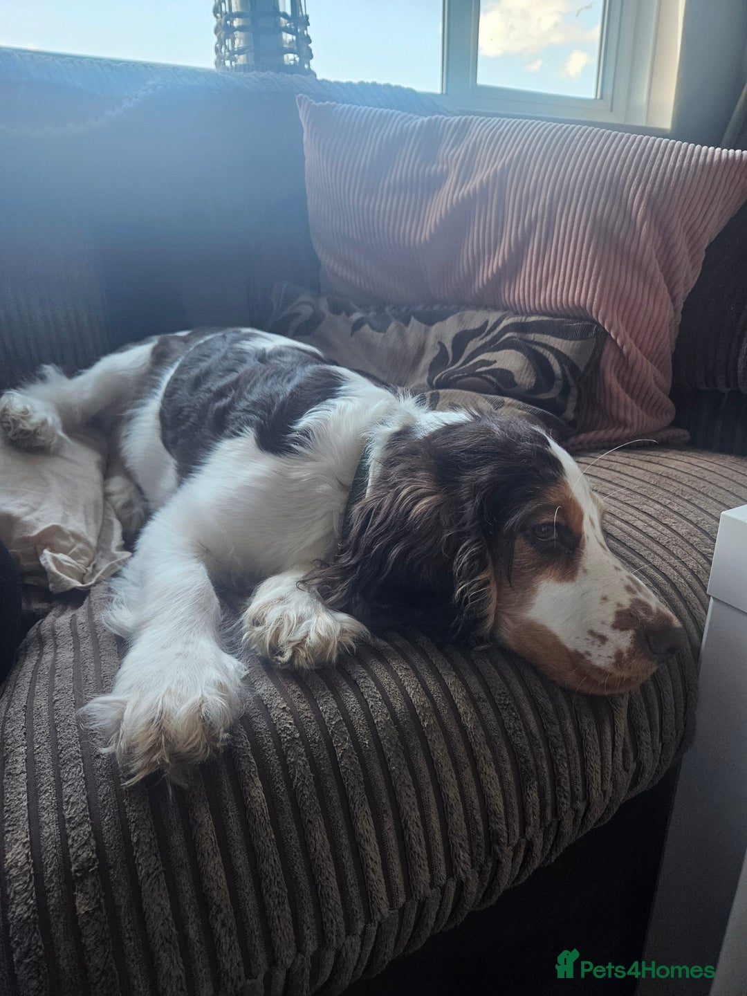 Cocker Spaniel dogs for sale: 17 week Cocker Spaniel - Advert 10