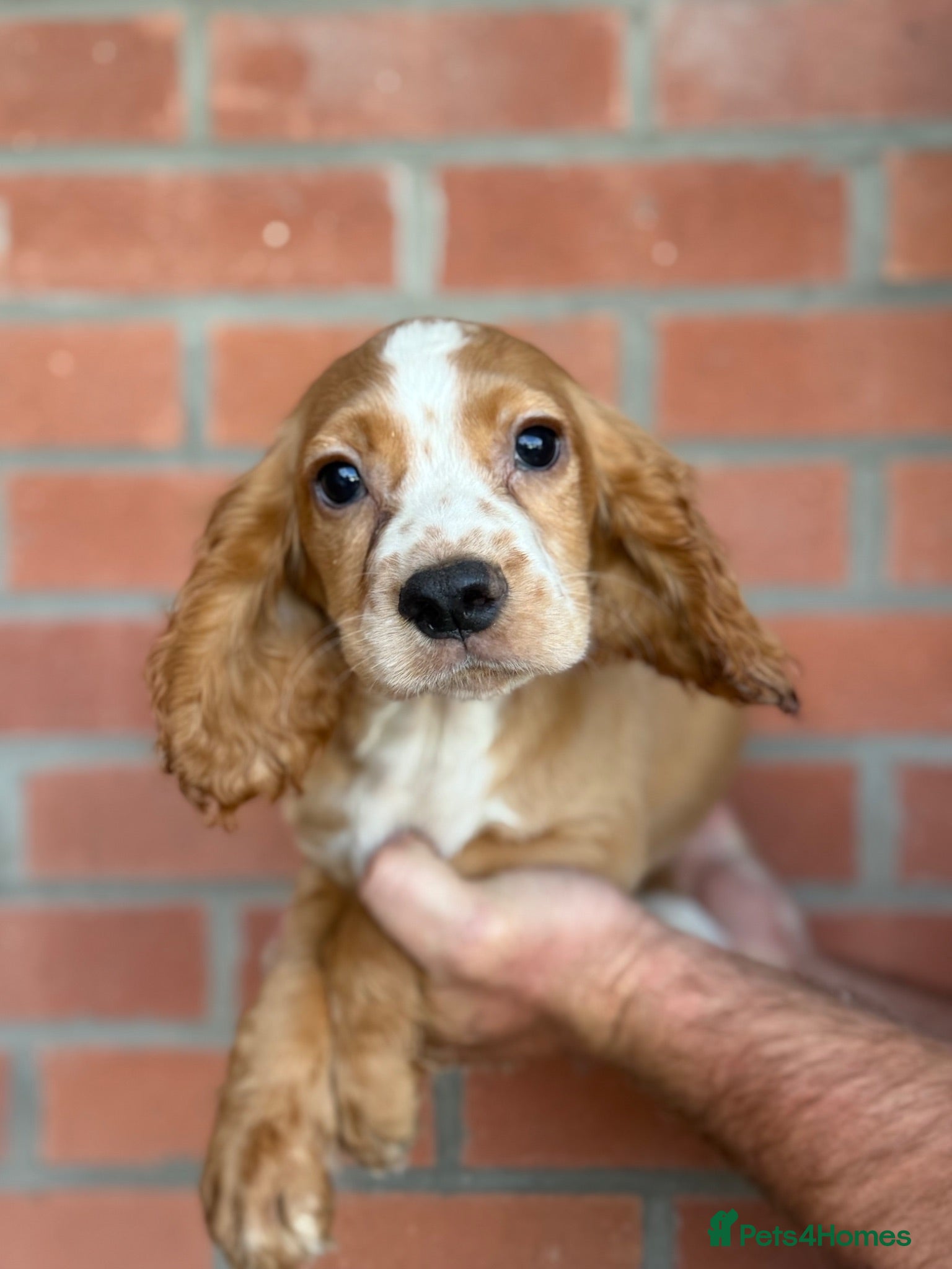 Cocker Spaniel dogs Cocker spaniel puppies  - Advert 1