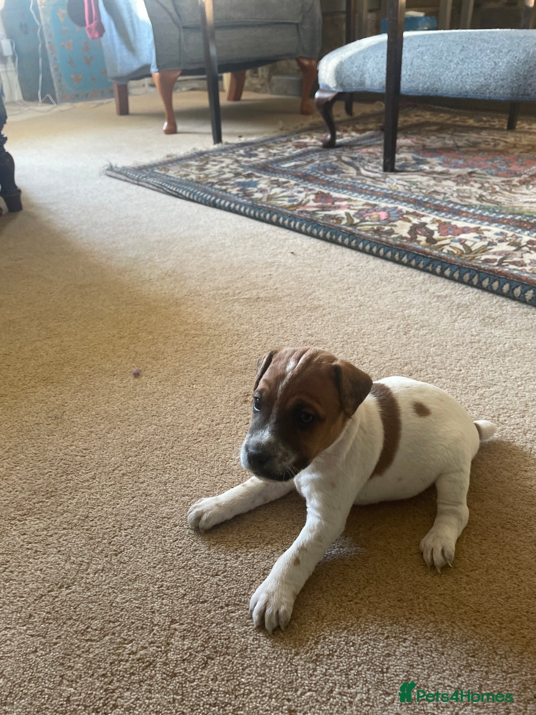 Jack Russell dogs for sale: Jack Russell puppies for sale - Advert 12